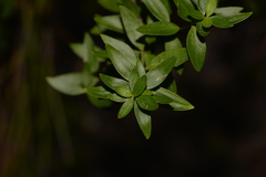 Westringia amabilis