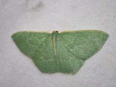 Chlorocoma melocrossa