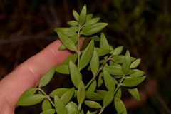 Westringia amabilis