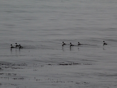 Podiceps occipitalis