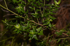 Westringia amabilis