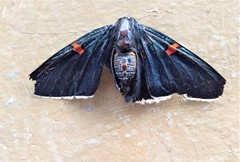 Phocides polybius phanias