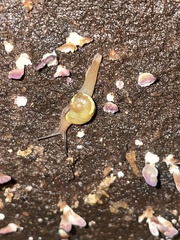 Helicarion mastersi