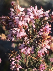 Erica glabella