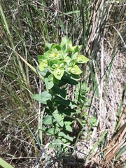 Euphorbia hirsuta