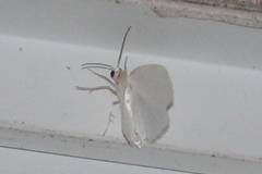 Lomographa vestaliata