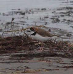 Charadrius collaris