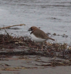 Charadrius collaris