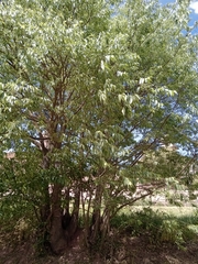 Celtis australis