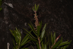 Melaleuca comboynensis