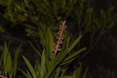 Melaleuca comboynensis