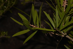 Melaleuca comboynensis