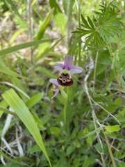 Ophrys fuciflora