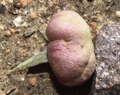 Rhopalomyia pomum