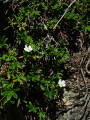 Potentilla saxifraga