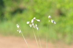 Eriophorum gracile