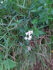 Conostomium natalense