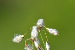 Eriophorum gracile