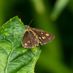 Ampittia dioscorides camertes