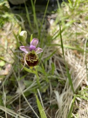 Ophrys fuciflora