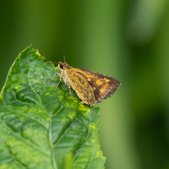Ampittia dioscorides camertes