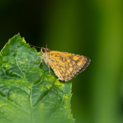 Ampittia dioscorides camertes
