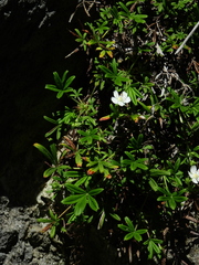 Potentilla saxifraga