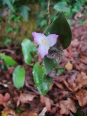 Tradescantia cerinthoides