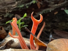 Clavulinopsis sulcata