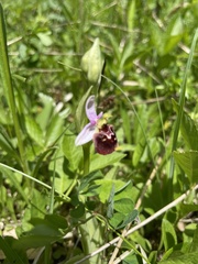 Ophrys fuciflora