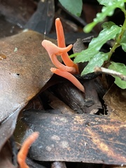 Clavulinopsis sulcata