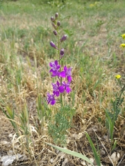 Consolida orientalis