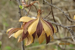 Cochlospermum religiosum