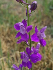 Consolida orientalis