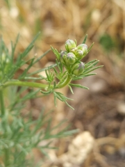 Consolida orientalis