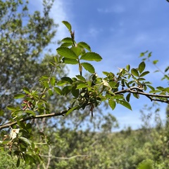 Rosa stylosa