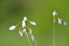 Eriophorum gracile