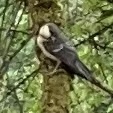 Parus major