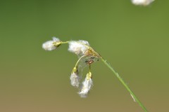 Eriophorum gracile