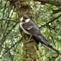 Parus major