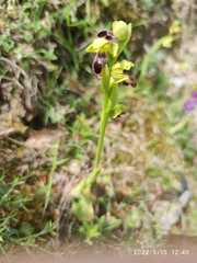 Ophrys fusca