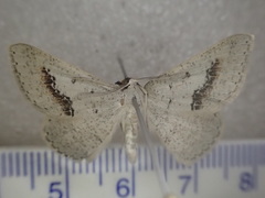 Nearcha dasyzona