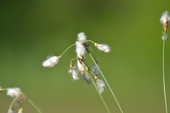 Eriophorum gracile