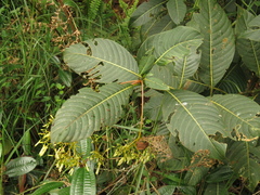Palicourea lineariflora