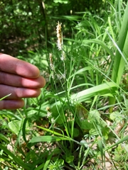 Carex tomentosa