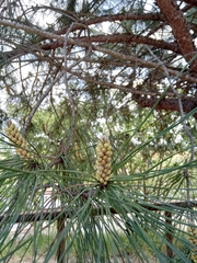 Pinus