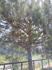 Pinus