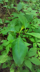 Triosteum aurantiacum