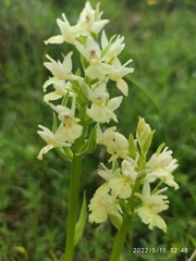 Dactylorhiza insularis