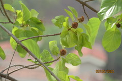 Mitragyna parvifolia
